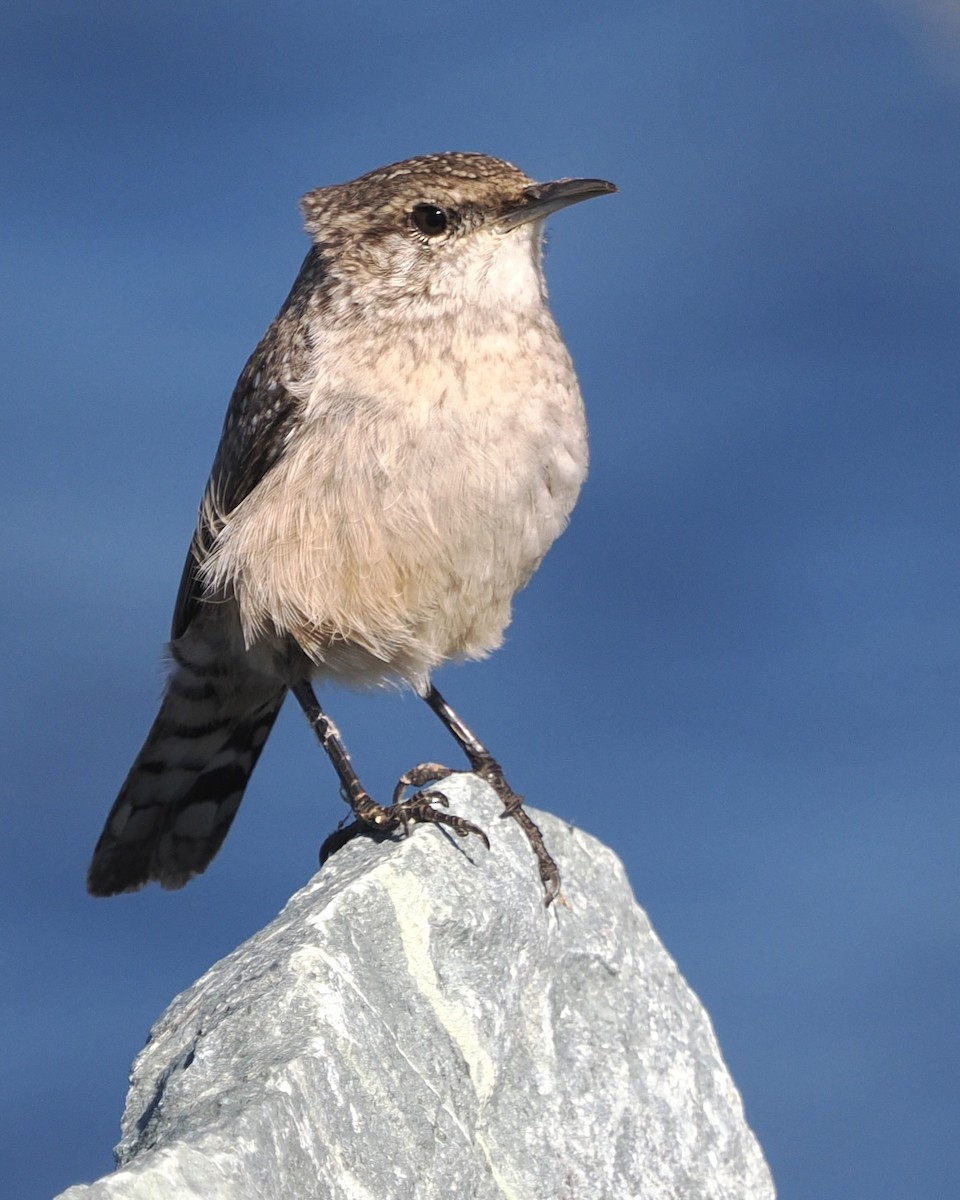 Rock Wren - ML644238911