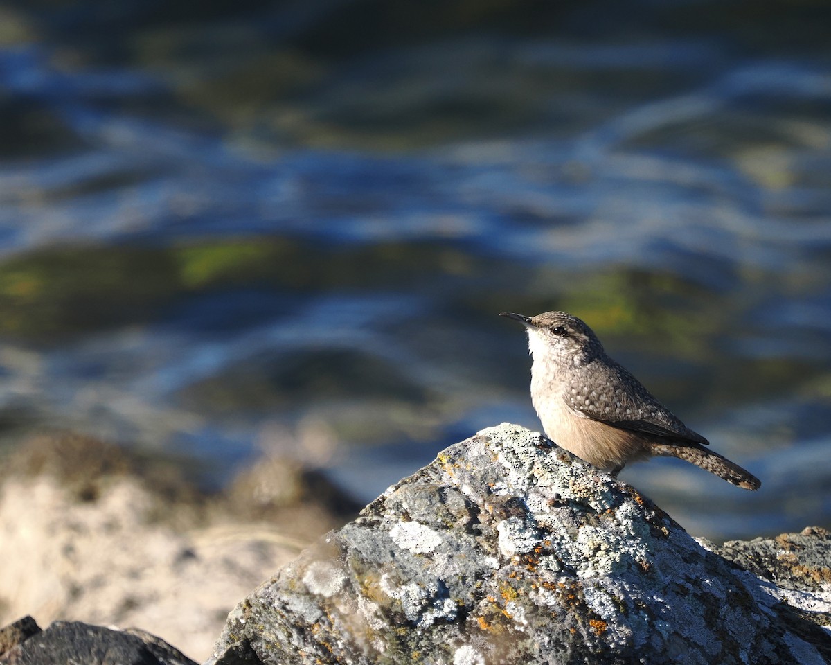 Rock Wren - ML644238912