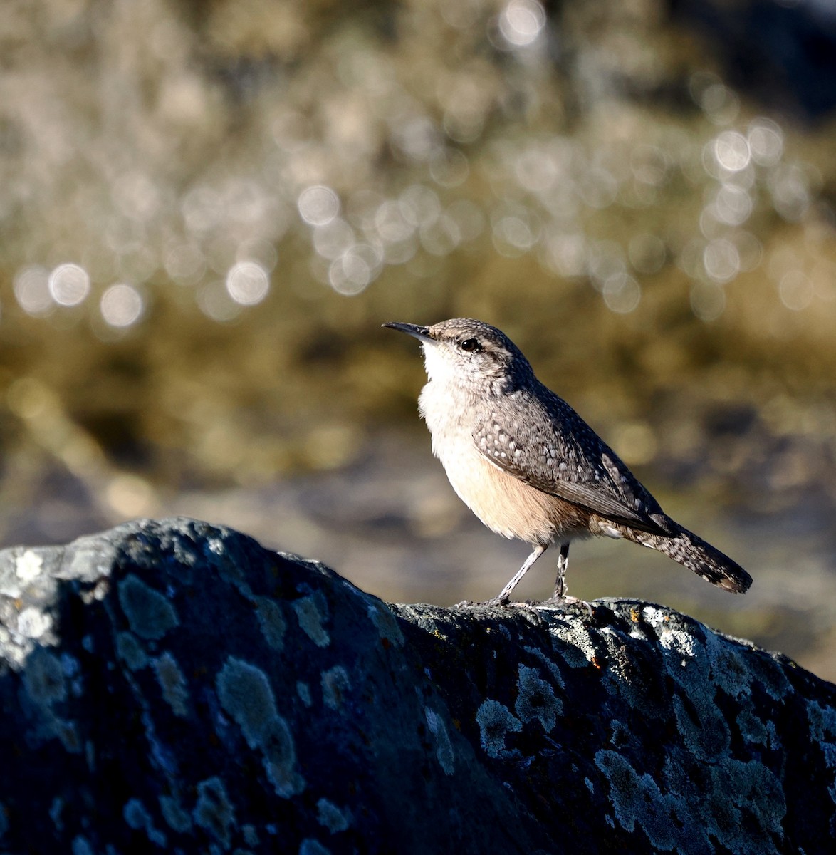 Rock Wren - ML644238913