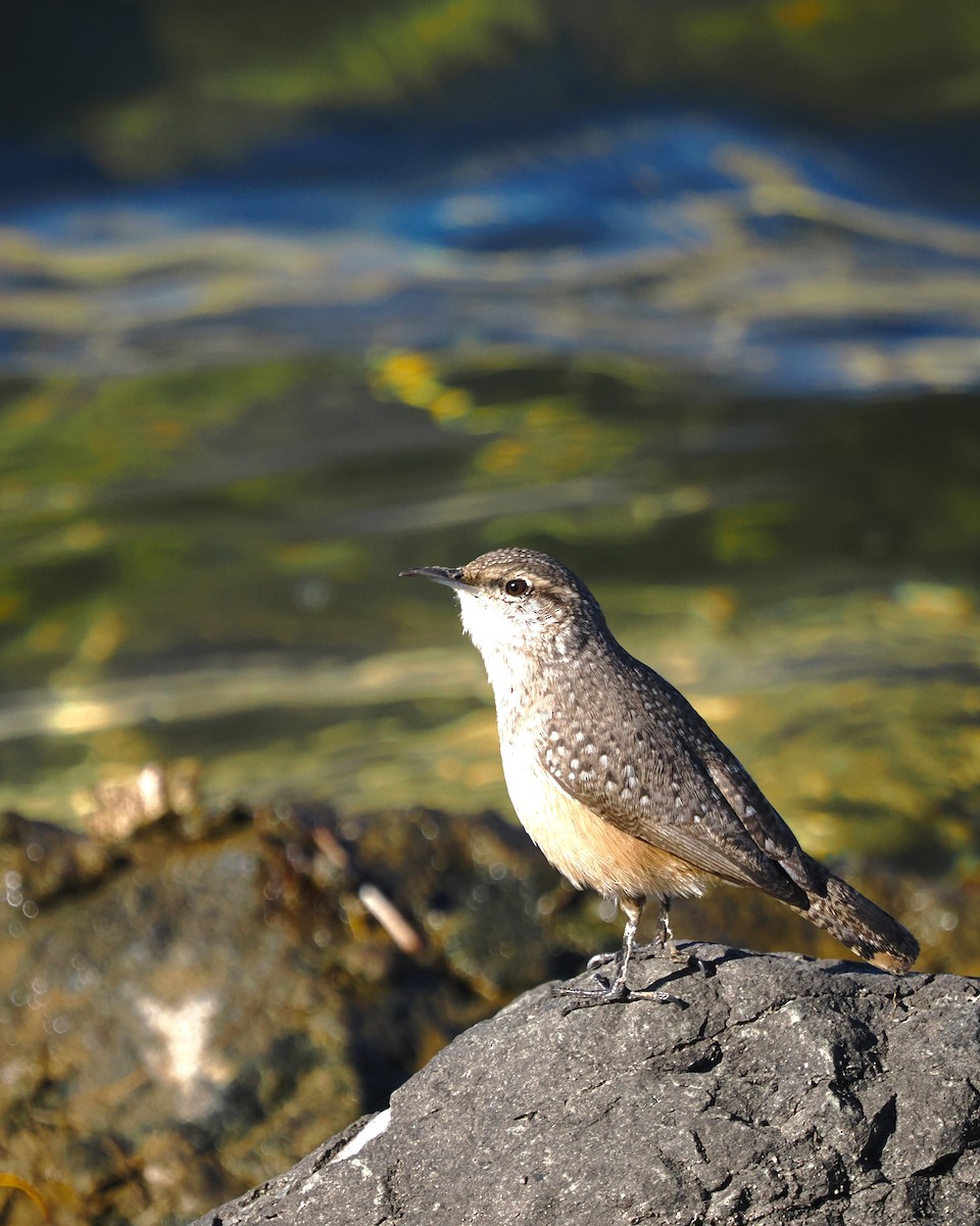 Rock Wren - ML644238914