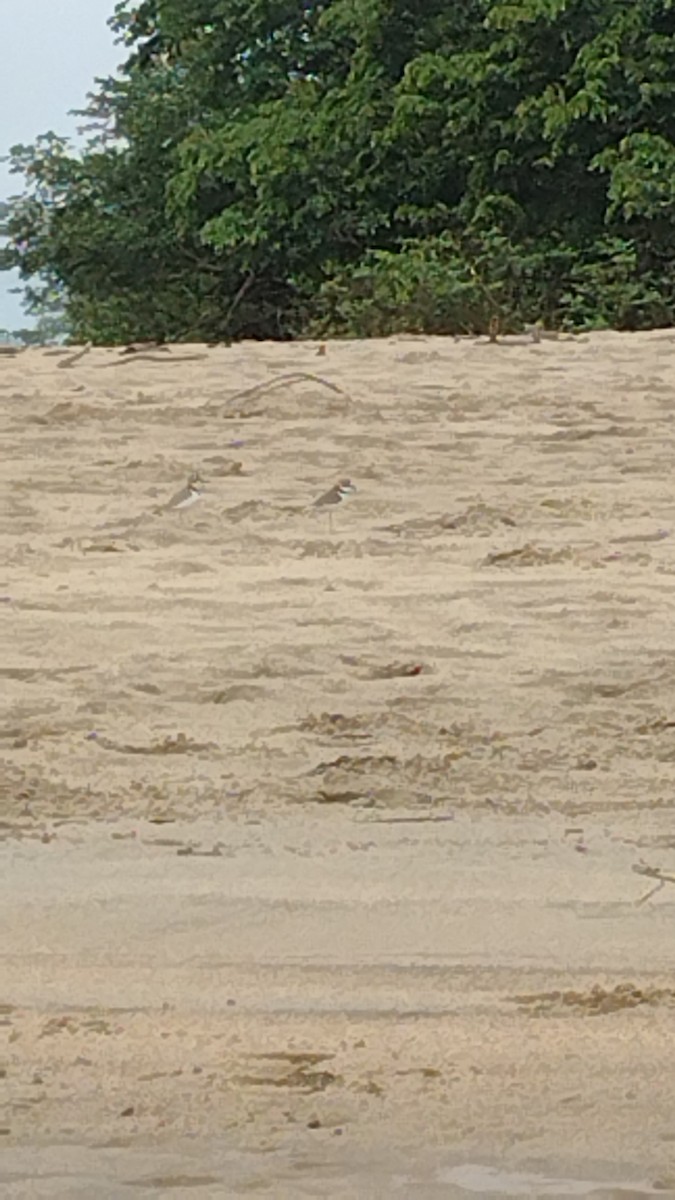 Collared Plover - ML644238917