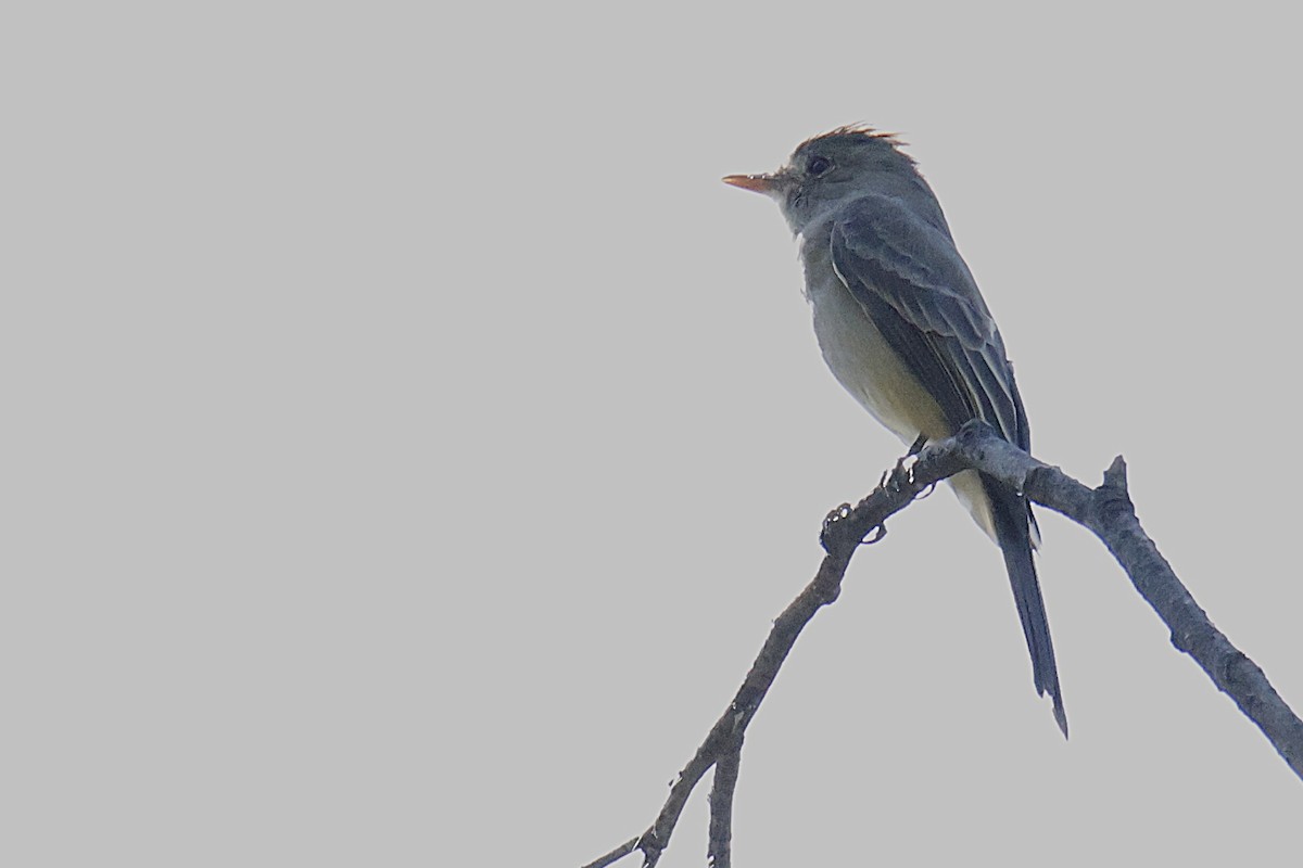 Greater Pewee - ML644238921