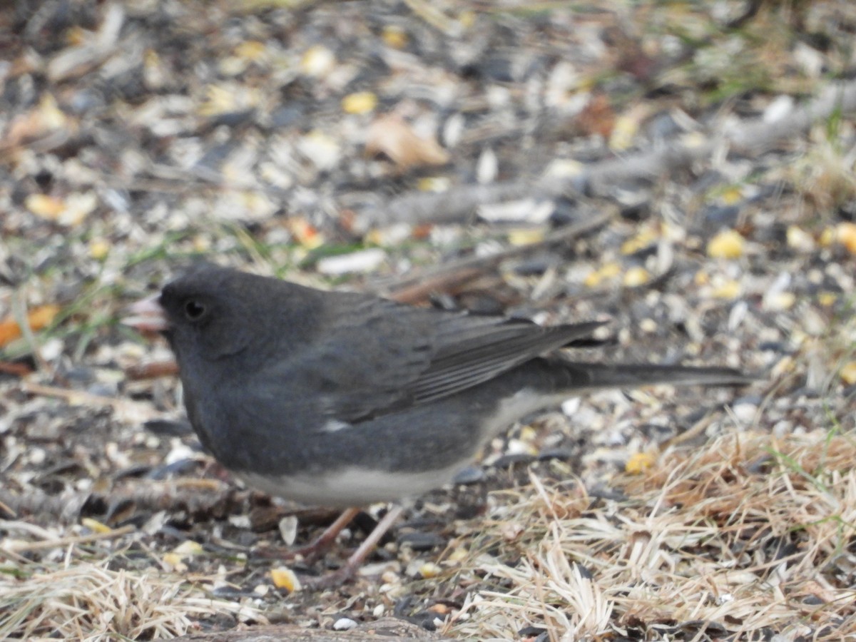 Dark-eyed Junco - ML644238924