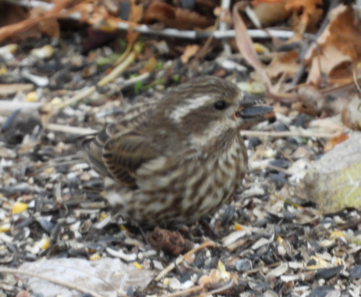 Purple Finch - ML644238943