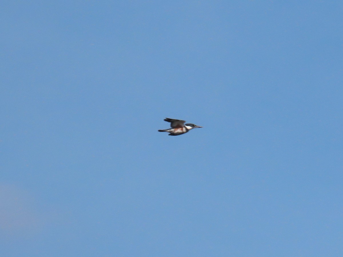 שלדג אמריקני - ML644238951