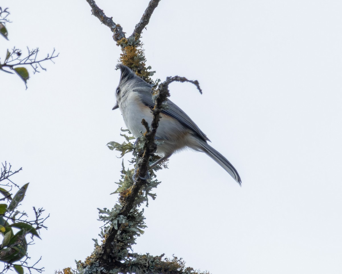 Чернохохлая гренадерка - ML644238959