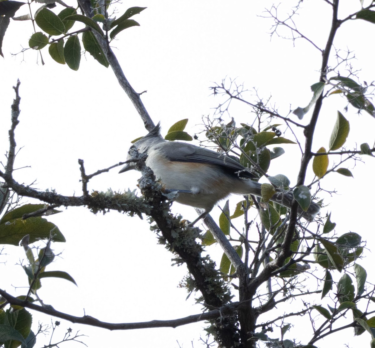 Чернохохлая гренадерка - ML644238960