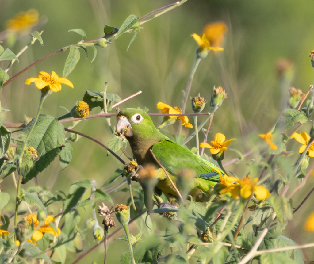 mayaparakitt (astec/vicinalis) - ML644238974