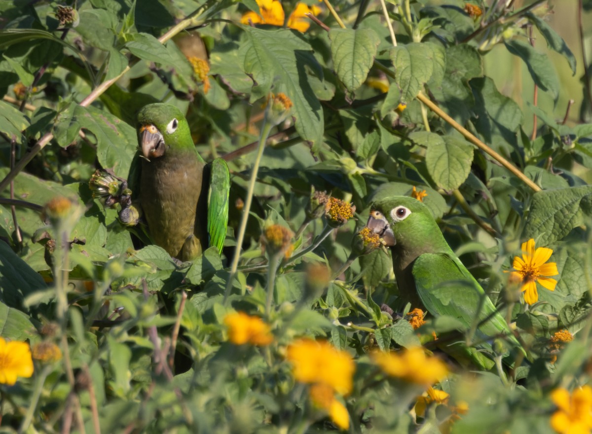 mayaparakitt (astec/vicinalis) - ML644238975