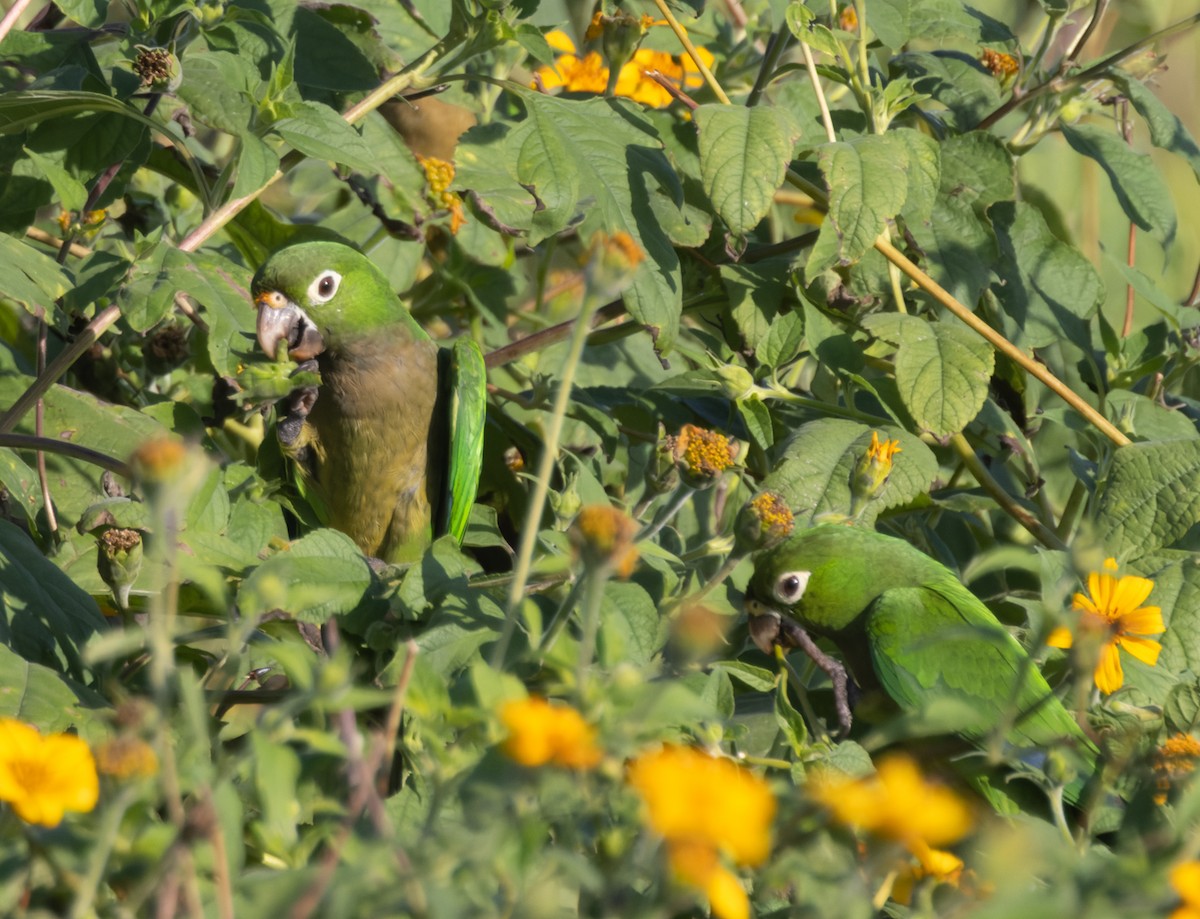 mayaparakitt (astec/vicinalis) - ML644238977