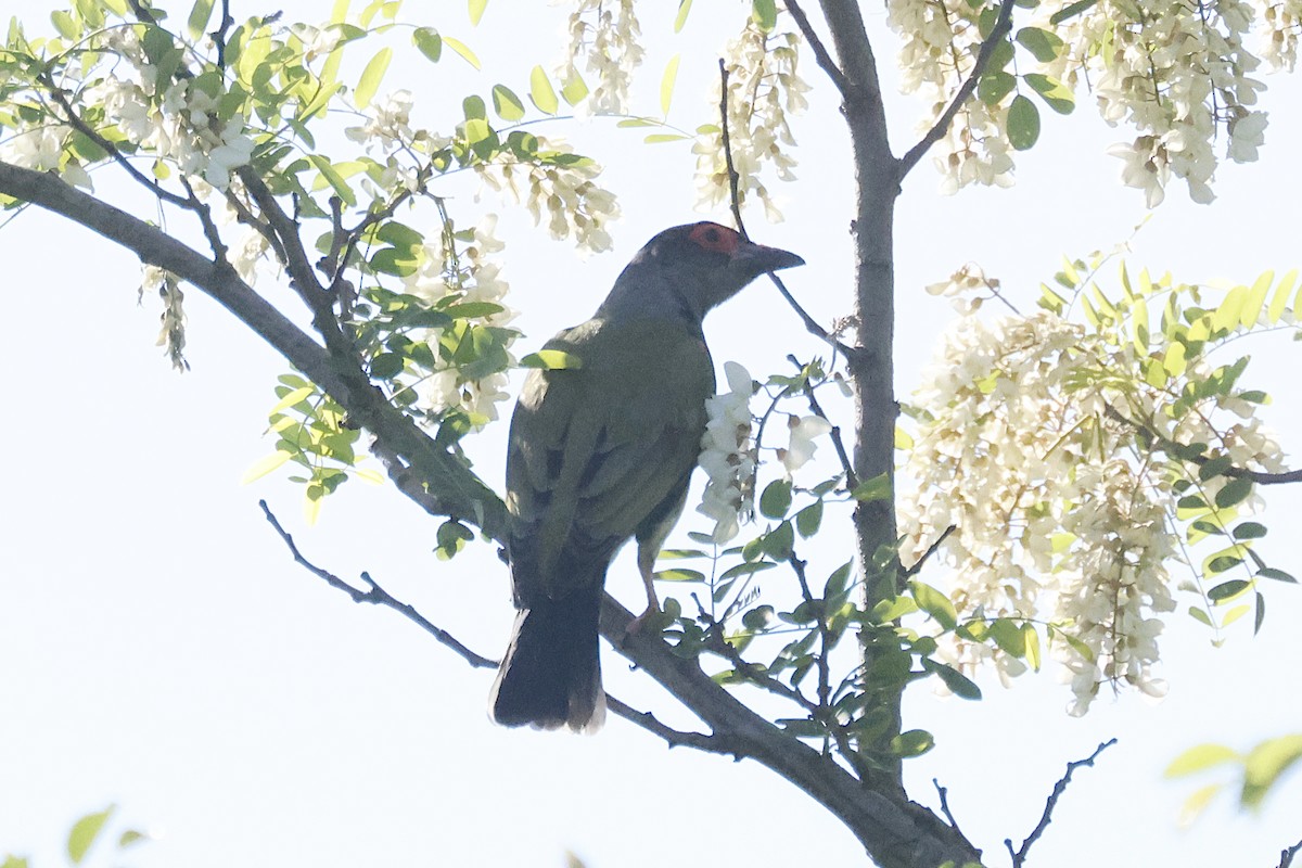 Australasian Figbird - ML644238983