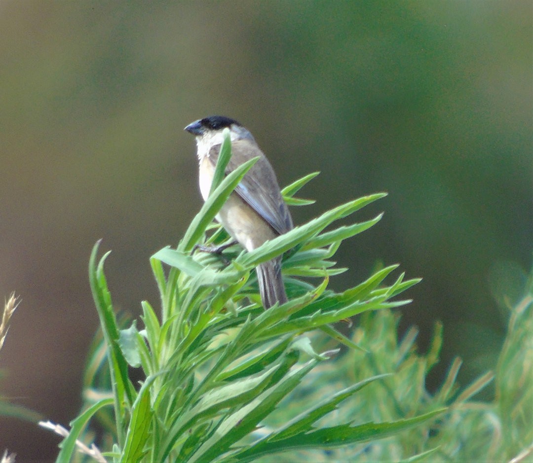 Pearly-bellied Seedeater - ML644238997