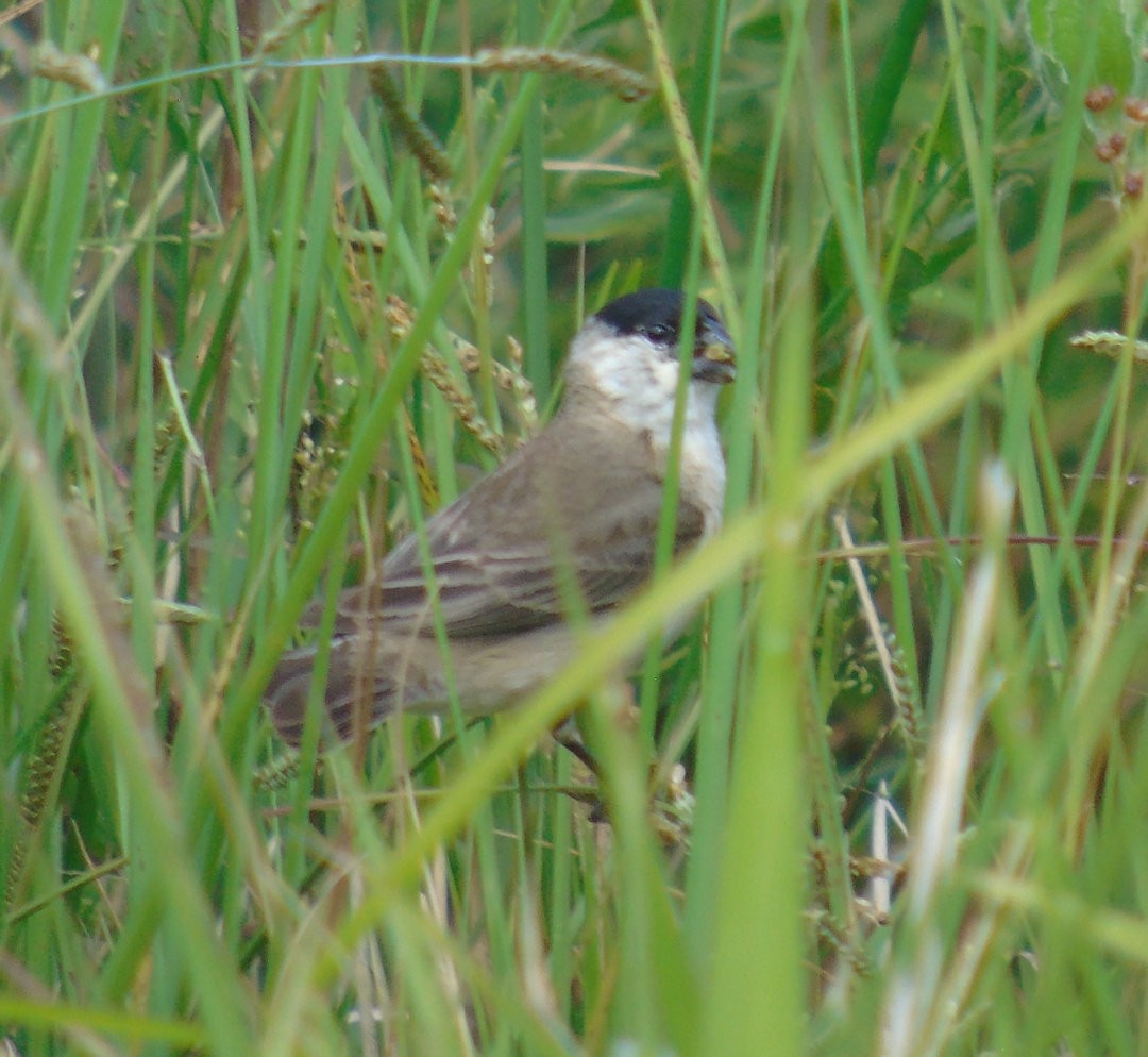 Pearly-bellied Seedeater - ML644238998