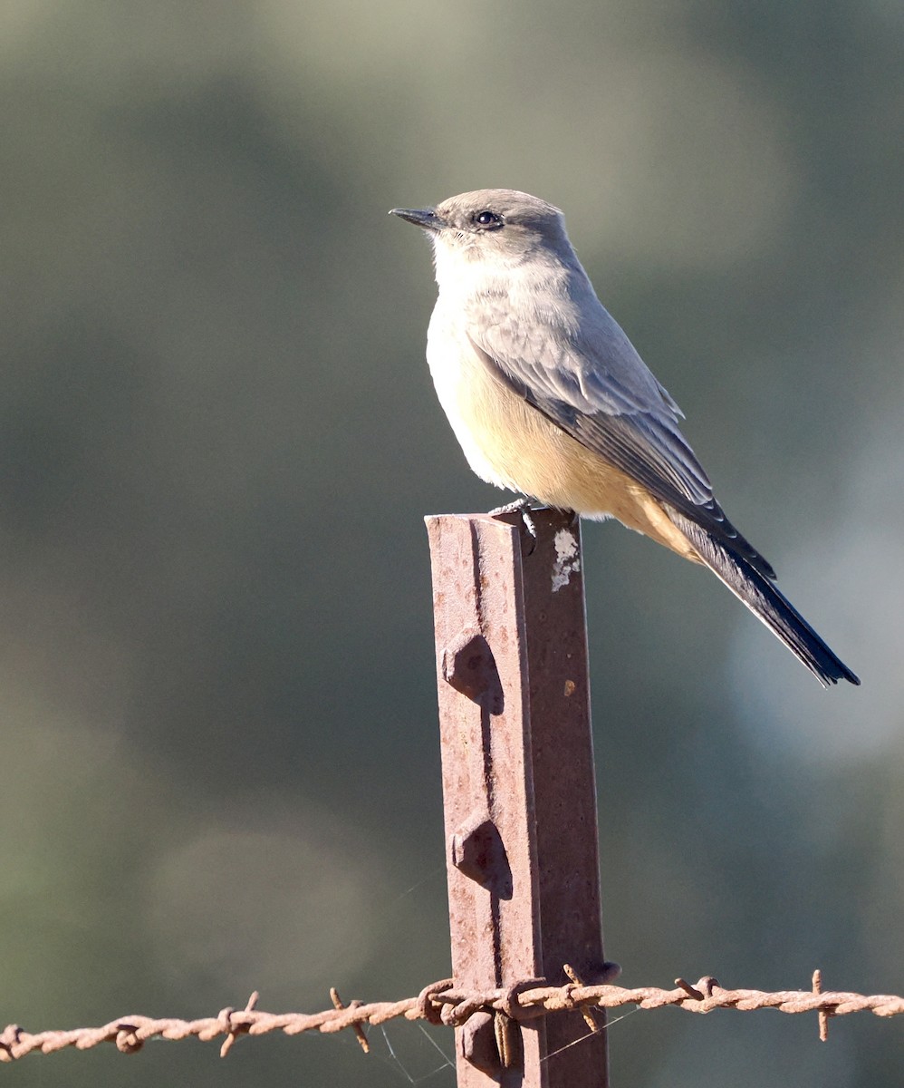 Say's Phoebe - ML644239001