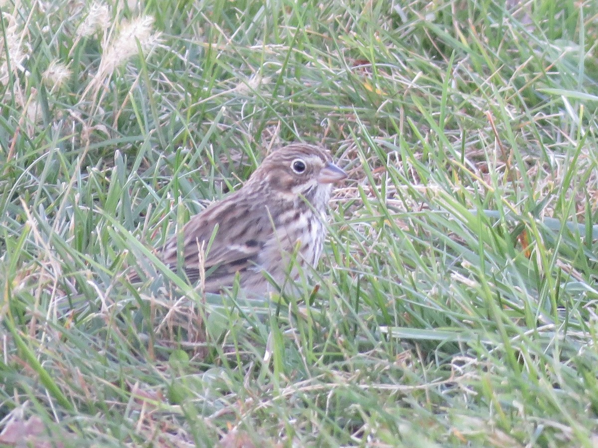 Vesper Sparrow - ML644239002