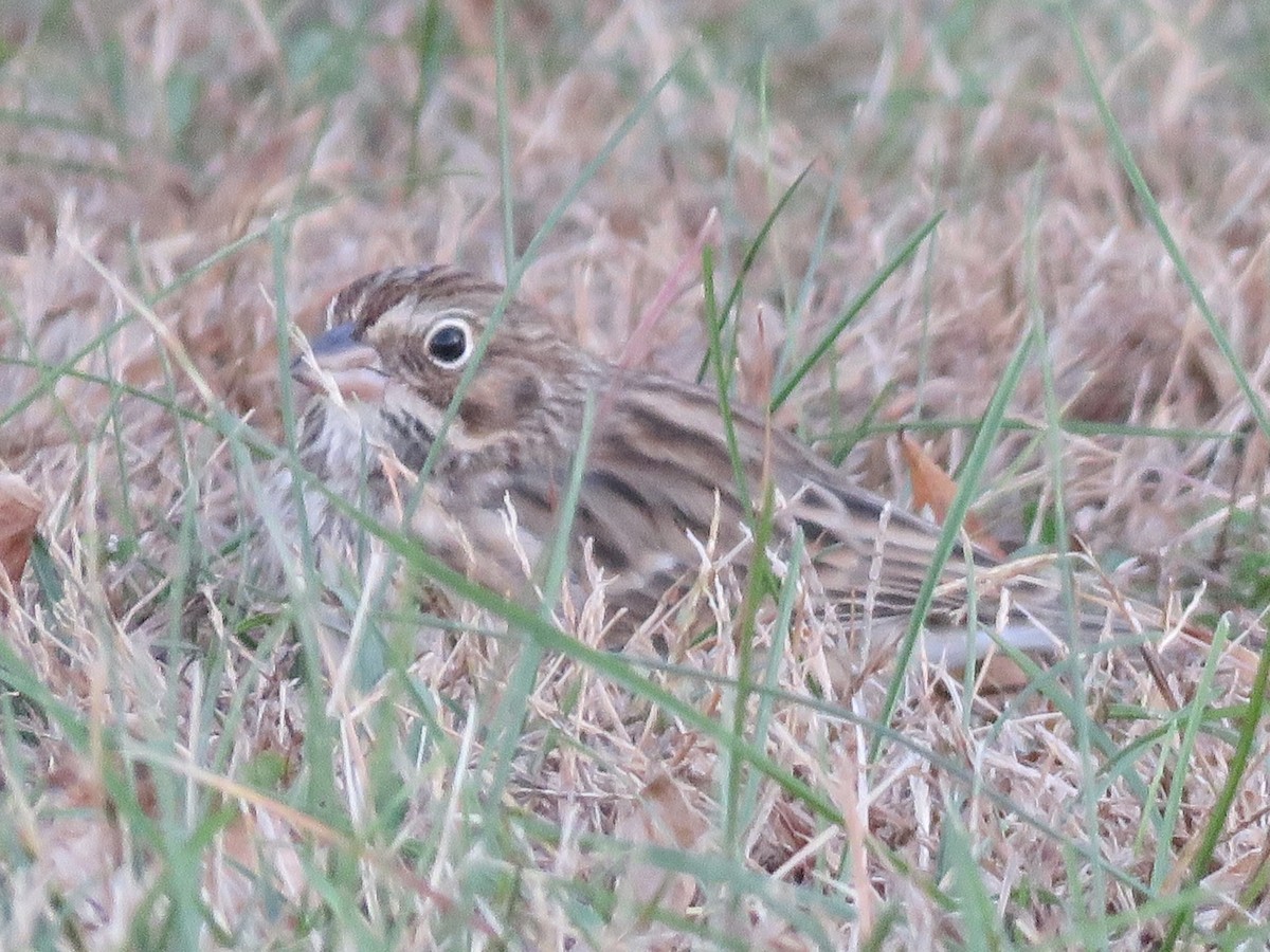 Vesper Sparrow - ML644239003