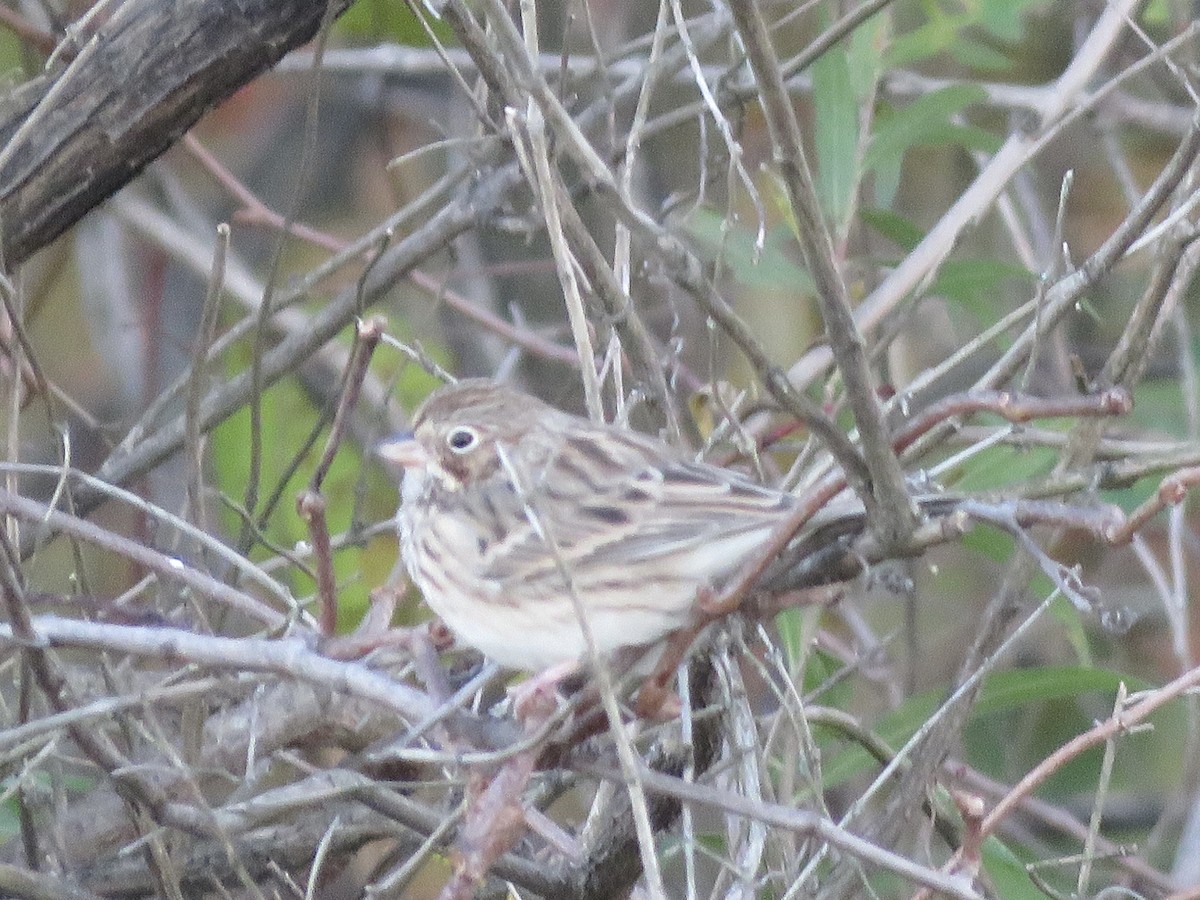 Vesper Sparrow - ML644239004