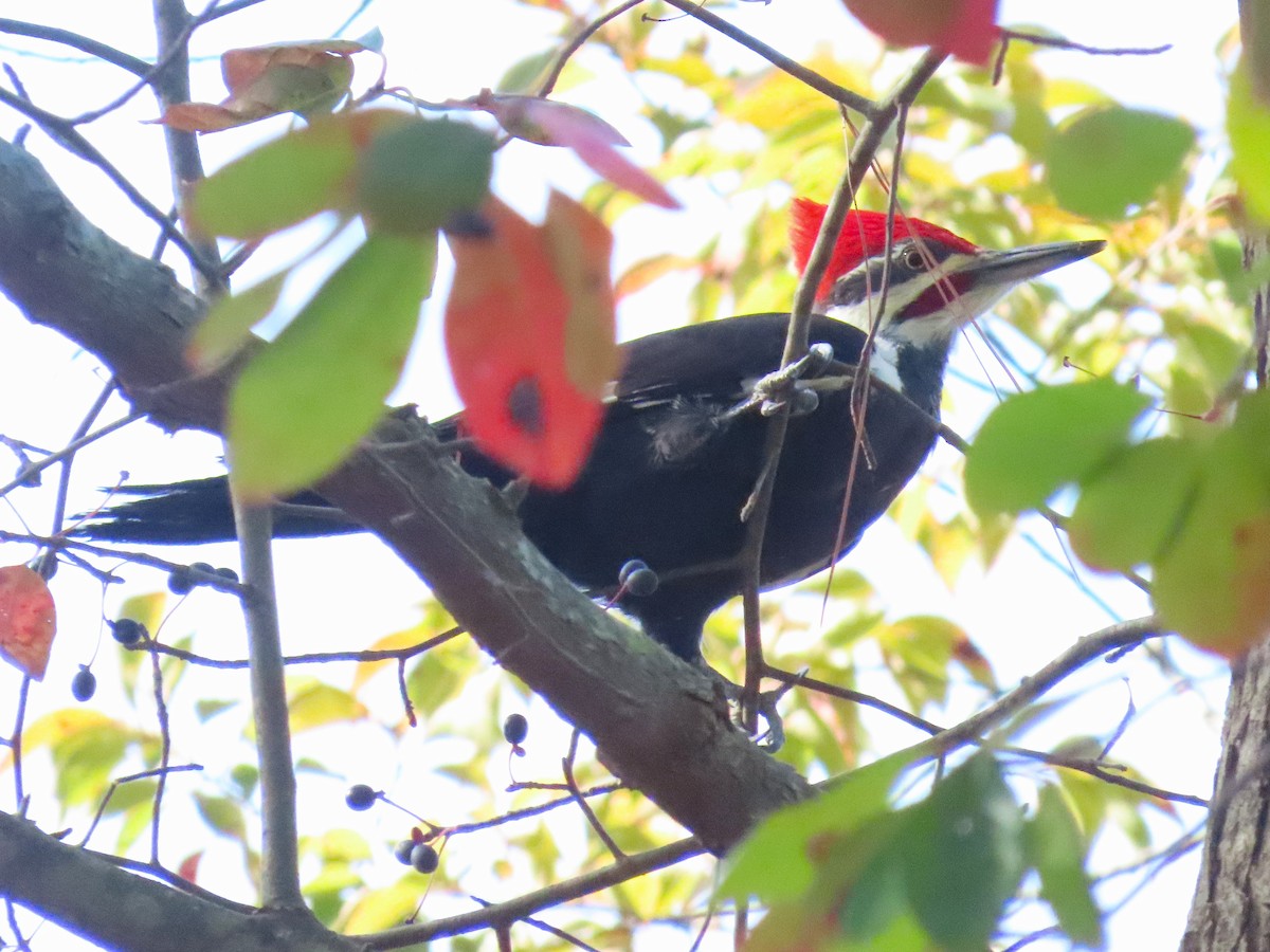 Pileated Woodpecker - ML644239009