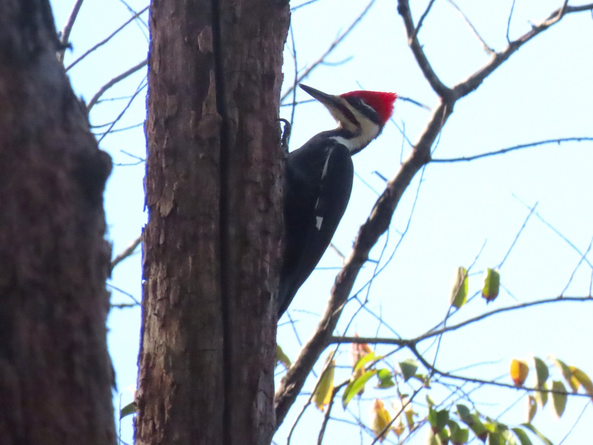 Pileated Woodpecker - ML644239010
