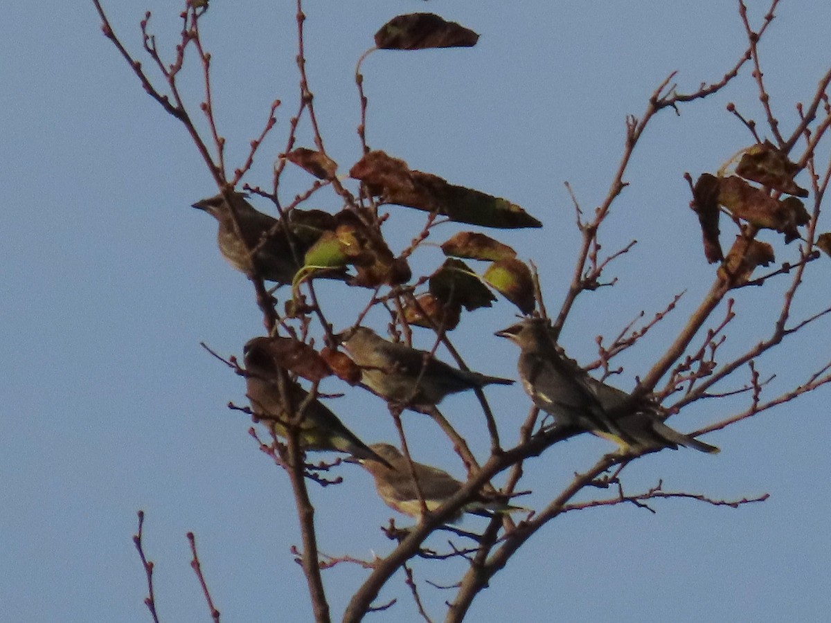 ציצנית אמריקנית - ML644239028