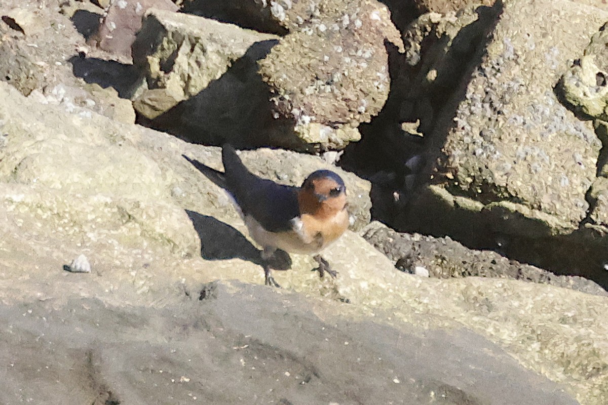 Welcome Swallow - ML644239029