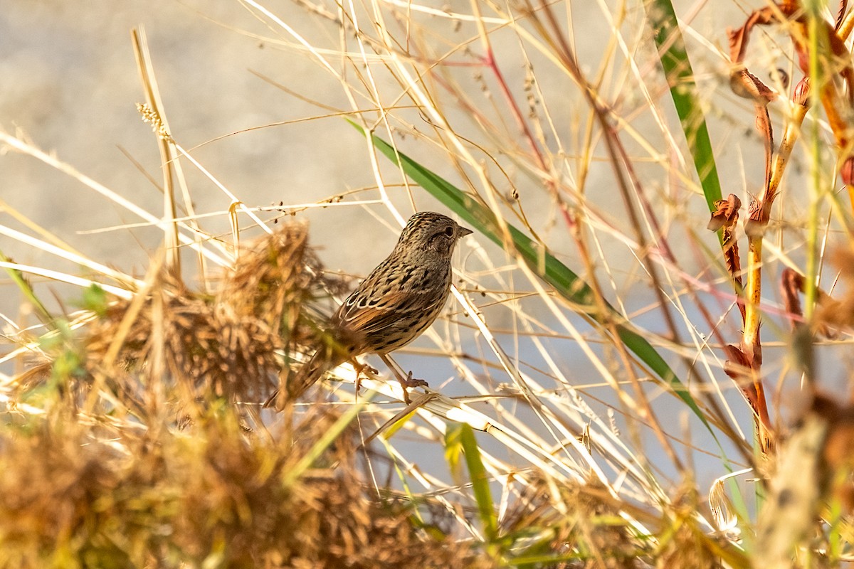 Bruant de Lincoln - ML644239032