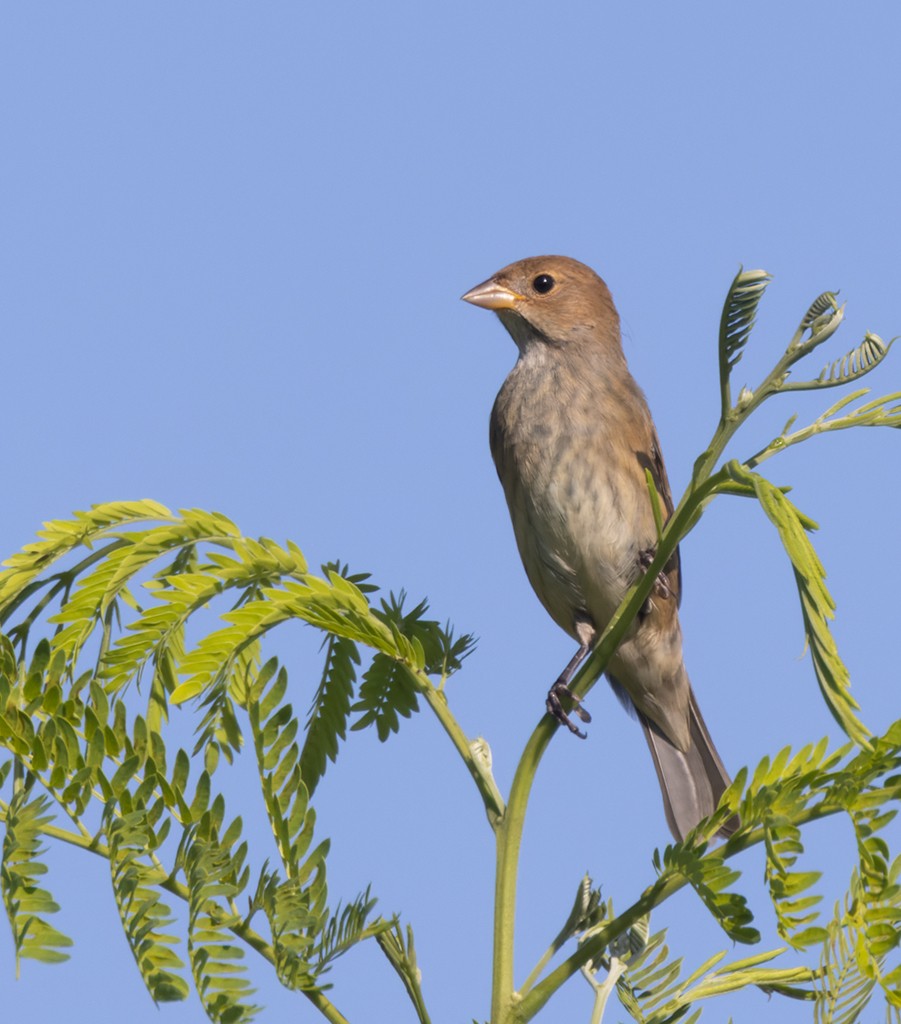 Indigo Bunting - ML644239044