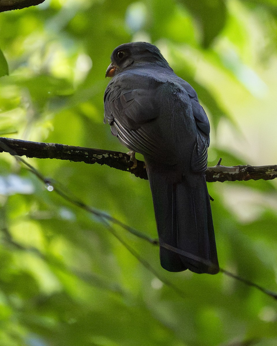 Gri Kuyruklu Trogon - ML644239048