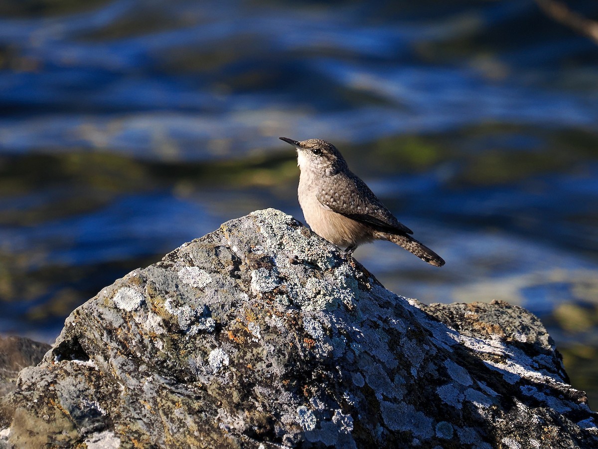 Rock Wren - ML644239060
