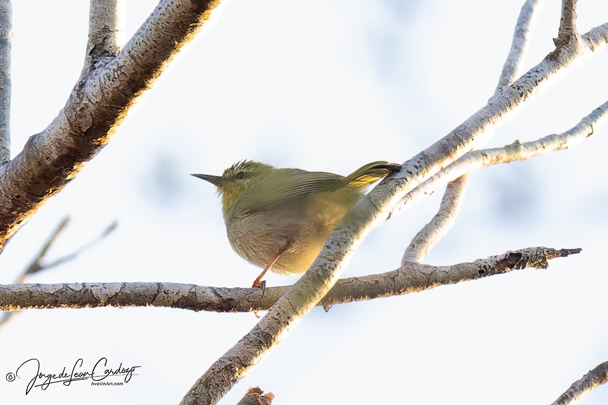Ереса смугастогорла - ML644239071