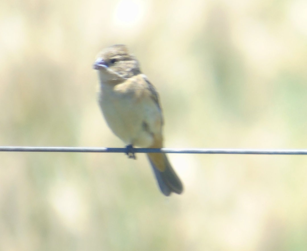 Чернозобый просяночник - ML644239084