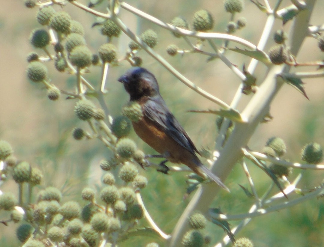 Чернозобый просяночник - ML644239085