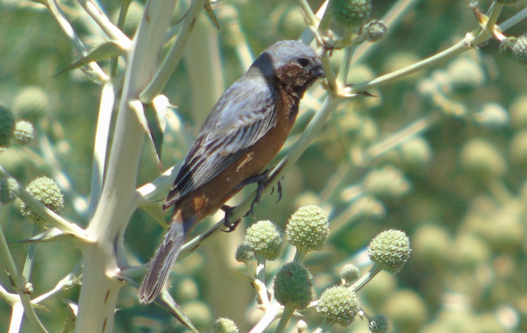 Чернозобый просяночник - ML644239086