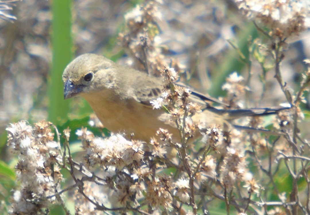 Чернозобый просяночник - ML644239089