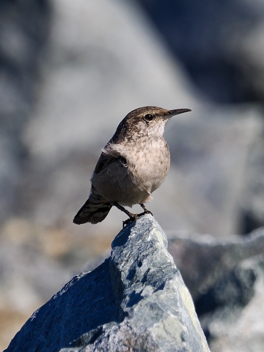 Rock Wren - ML644239091