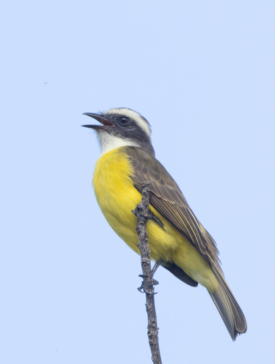 Tyran sociable - ML644239092