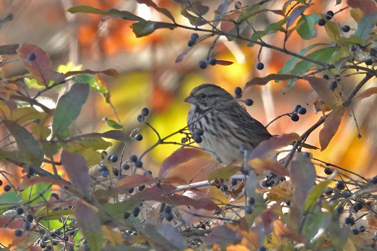 Singammer (melodia/atlantica) - ML644239097