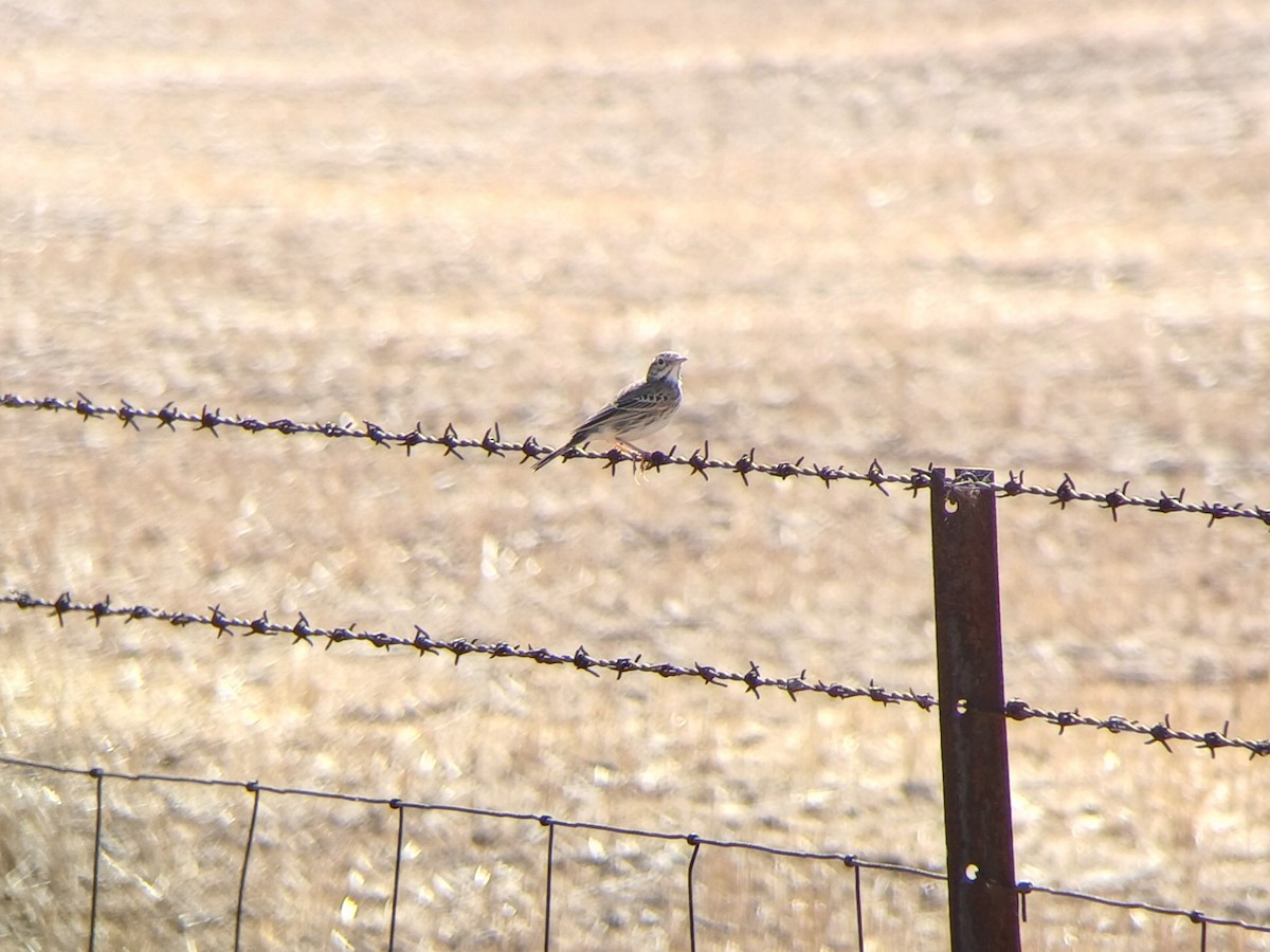 Australian Pipit - ML644239104