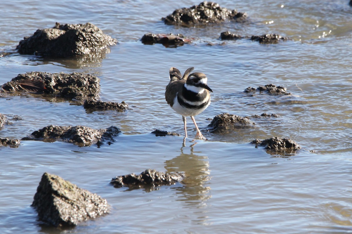 Killdeer - ML644239130
