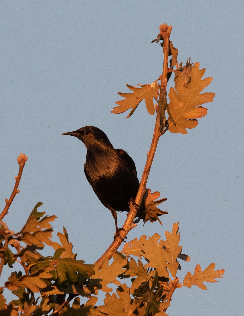 Arabazozo beltza - ML644239146