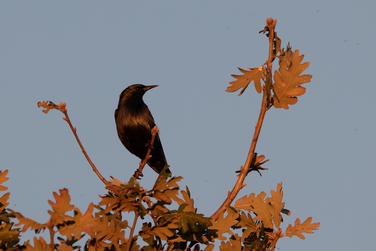 Arabazozo beltza - ML644239147