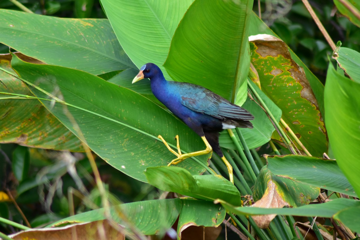 Uroilo urdin amerikarra - ML644239186