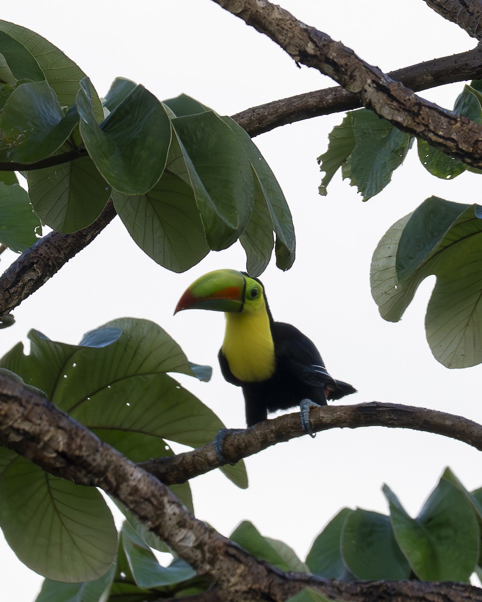 tukan středoamerický - ML644239192