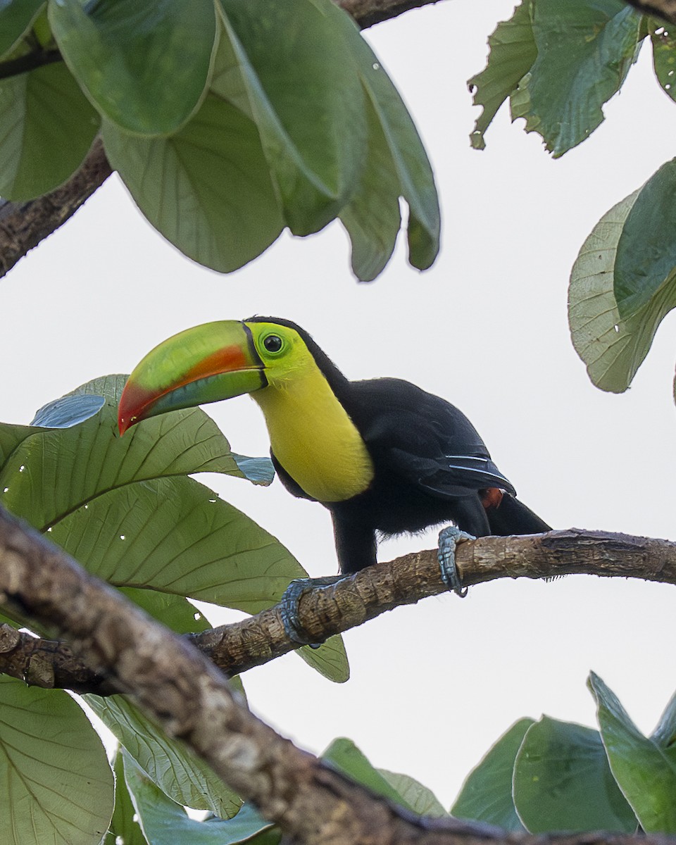 tukan středoamerický - ML644239193
