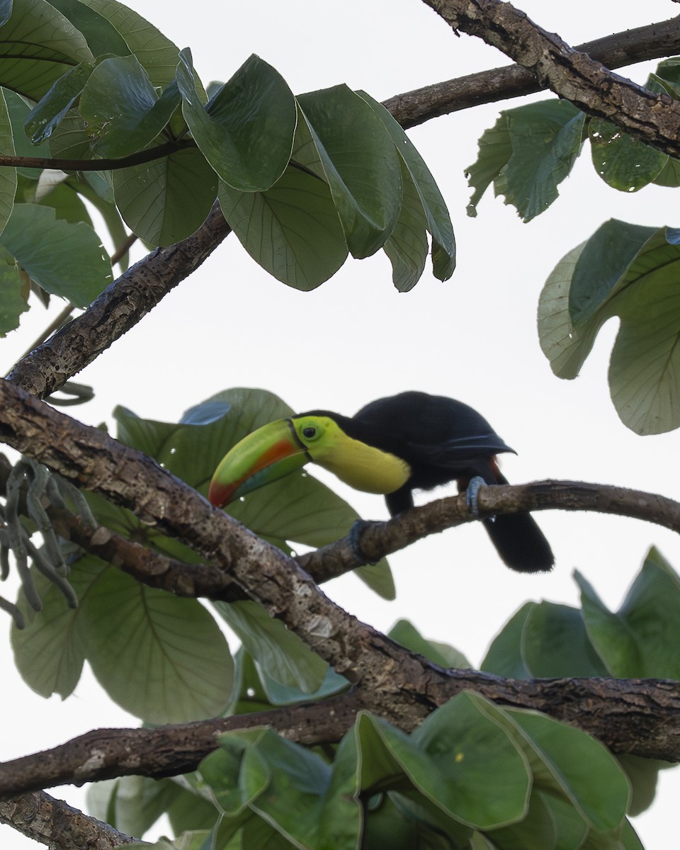 tukan středoamerický - ML644239194