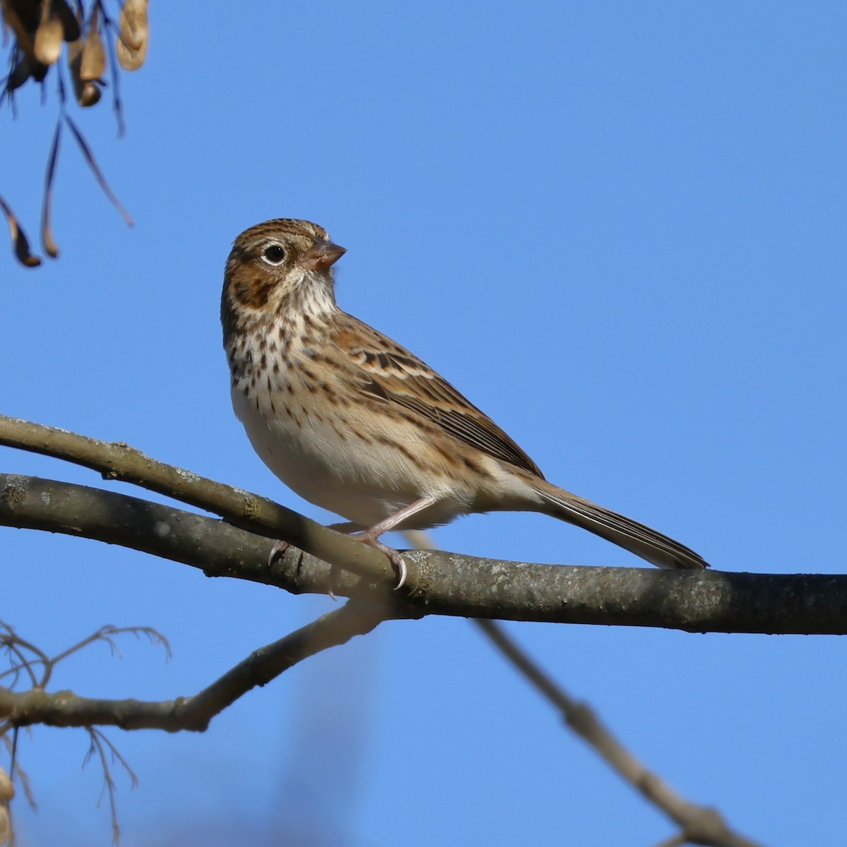 Vesper Sparrow - ML644239198