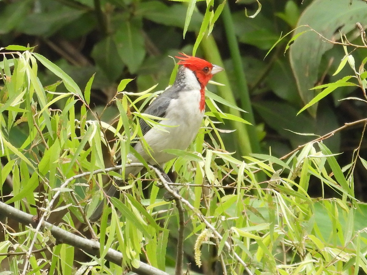 Red-crested Cardinal - ML644239204