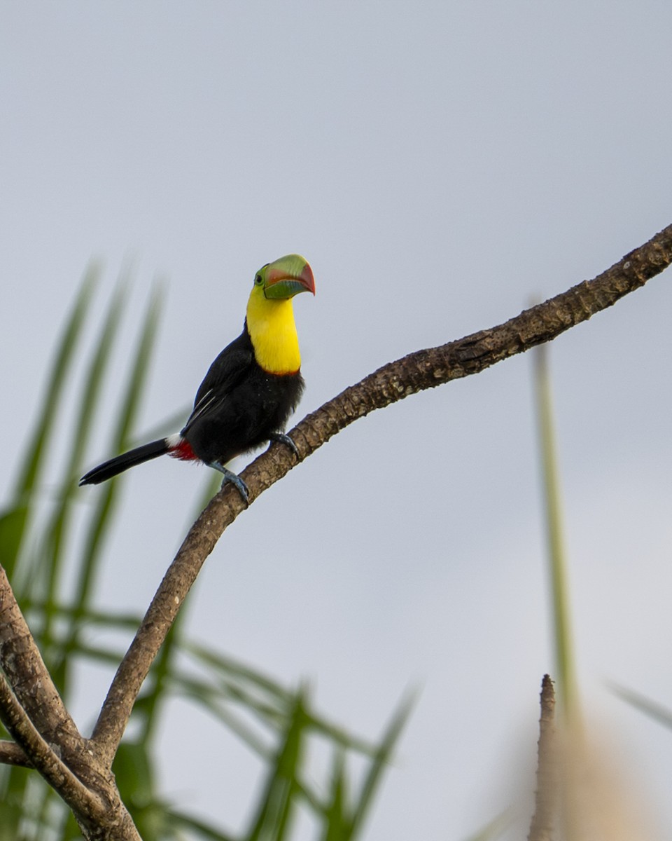 tukan středoamerický - ML644239205