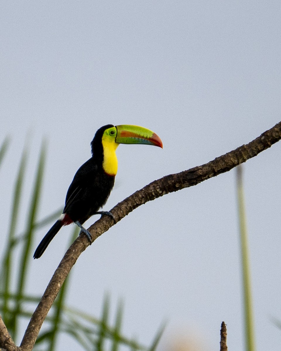 tukan středoamerický - ML644239206