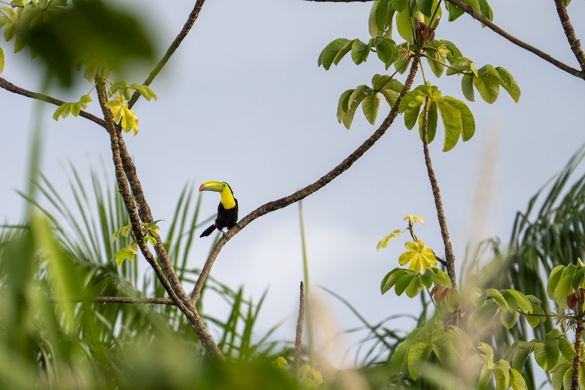 tukan středoamerický - ML644239207